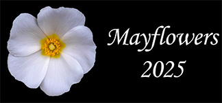 Mayflowers 2025